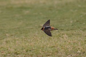 Swallow, Cave, 2013-01052867 Mission, TX